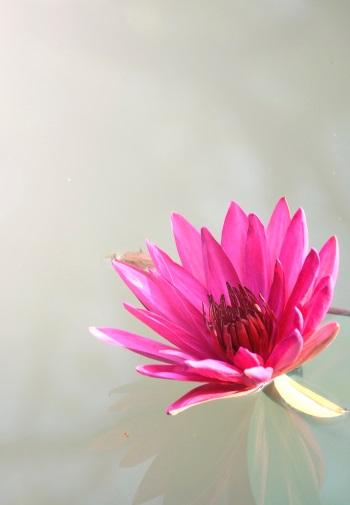 The Reiki Jin Kei Do Meditations Album