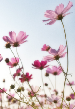 الجاذبية وطاقة الجمال - الألبوم كاملاً