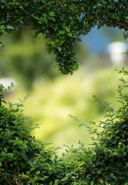 تنقية القلب - الألبوم كاملاً