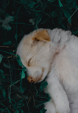 ألبوم Vulnerability - الحساسية وقابلية التأثر