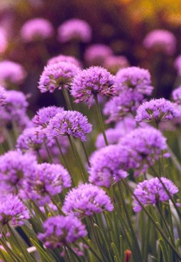 ألبوم تأملات ماستر فوزية السندي – الجزء الأول والثاني