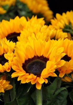 شاكرا السرة - باللغة الانجليزية