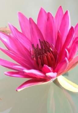 Spiritual Purification