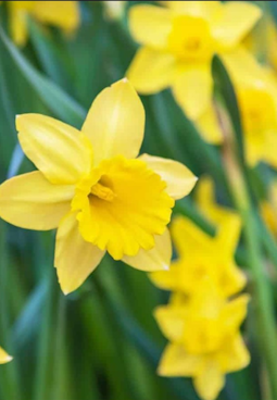 تحرير الكبت العاطفي (الحنجرة، القلب، المقدسة)